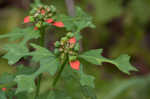 Mexican fireplant <BR>Painted-leaf